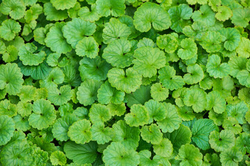 Green grass foliage, close-up.