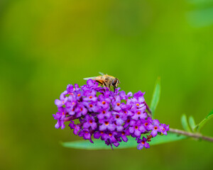 One bee drone collects nectar from a flower.