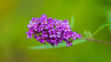 Violet budley flowers on a green background.