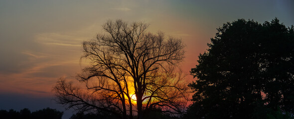 Obraz premium Silhouette of a dry tree against the sky during sunset.