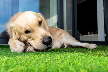 A young male golden retriever is eating a bone outside in front of a patio window on artificial...