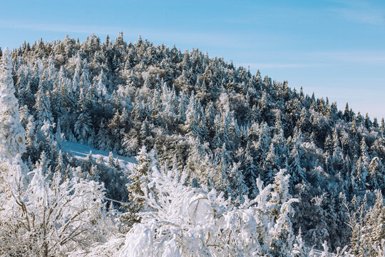 Bluebird Mountaintop