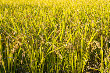 Obraz premium Korean traditional rice farming. Autumn rice field landscape. Korean rice paddies.Rice field and the sky in Ganghwa-do, Incheon, South Korea.