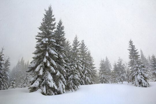 Spruces in snow during snowfall. Winter landscape with of fir tree forest in snow