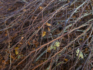 Fototapeta na wymiar vista ravvicinata di fascio di rami secchi in autunno nel bosco