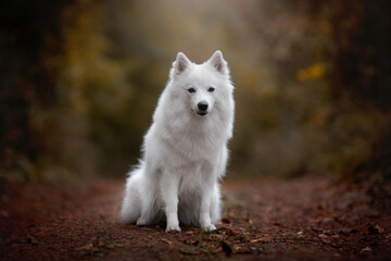 portrait of a white german spitz dog