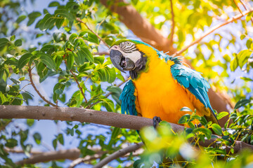 Blue and yellow macaw tropical bird, brazilian rainforest, Pantanal, Brazil