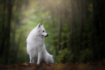 white spitz in the forest