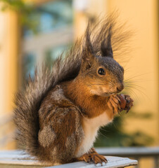 A portrait of cute fury squirrel, eating nut,close up.