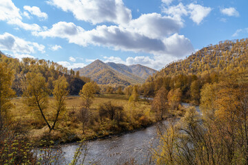 Fototapeta na wymiar Golden Autumn in Siberia, forest and small mountain river, Altai Republic, Russia.