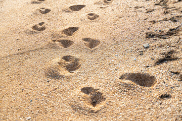 Human footprint on sand summer beach background with copyspace
