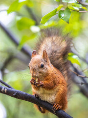 The squirrel with nut sits on tree in the autumn. Eurasian red squirrel, Sciurus vulgaris.