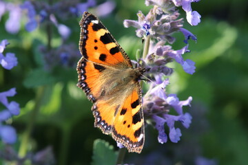 Fototapeta na wymiar Butterfly in the garden in Neu Anspach