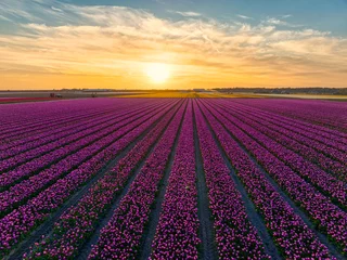 Foto op Plexiglas Sunset over flower fields (tulips) in The Netherlands. © Alex de Haas