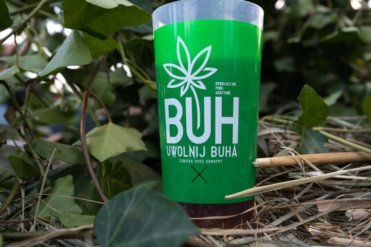 Buh beer with dried hemp. Uwolnij BUHa cup from Browar Tenczynek brand on September 24, 2022 in Tenczynek, Poland.