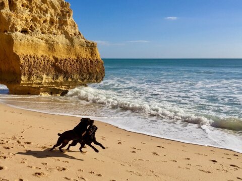 Hunde am Strand in Portugal, Algarve