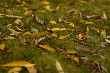 Autumn leaves on grassy meadow. From above of green lawn with faded leaves on sunny day in autumn park