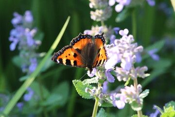 Fototapeta na wymiar Butterfly on a blossom into green
