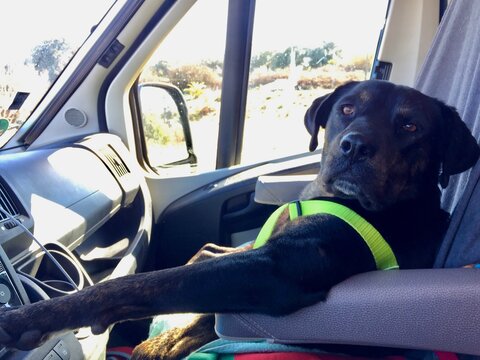 Vandog als Beifahrer