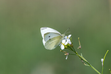 Small White Pieris rapae feeding
