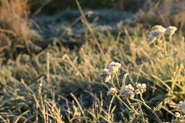 Focus on the plant at sunrise. Bright color of nature in autumn