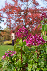Obraz premium Layers of deep autumn colours and textures iat RHS Hyde Hall garden near Chelmsford, Essex, UK.
