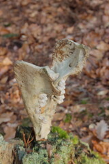  boar skeleton in the forest