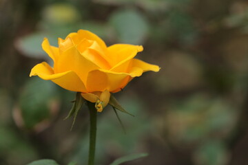 yellow rose flower