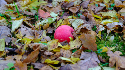 autumn background apple with leaves on grass