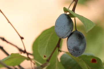 olives on a tree