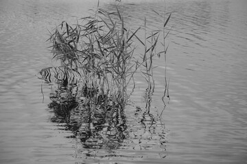 common reeds in river water with reflection, black and white