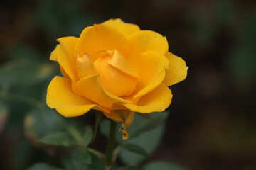 yellow rose flower
