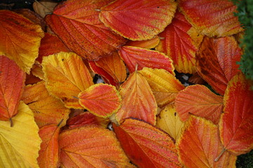 Zaubernuss Blätter / Laub - Hamamelis im Herbst