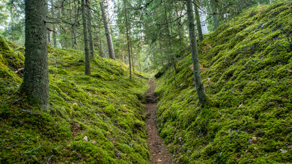 Fototapeta premium Tourist trail in the beautiful forests of Latvia. A path between two mossy hills.