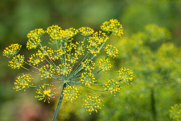 Blossom of dill on the garden, eco greenery, photo