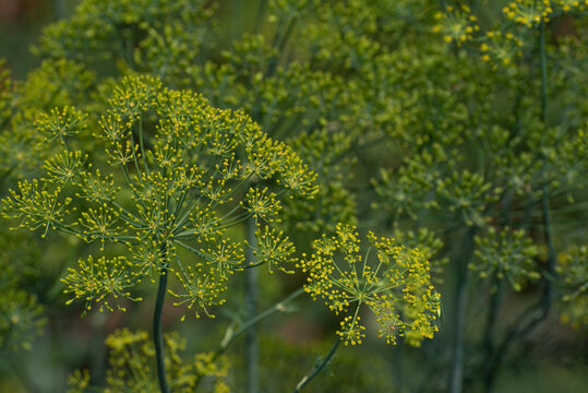 Blossom of dill on the garden, eco greenery, photo