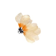 A nice cute beige anemone watercolor illustration