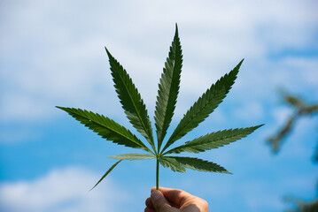Close-up cannabis leaf, wild hemp photo. Natural drug for medical aims