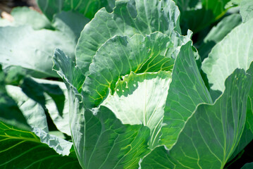  head of cabbage in the garden,gardening concept,agriculture. Growing eco food in the village,photo