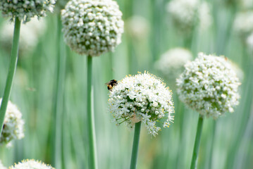 Blossom of onion on the garden, eco food,vegetable. Growing vegetables photo