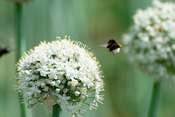 Blossom of onion on the garden, eco food,vegetable. Growing vegetables photo