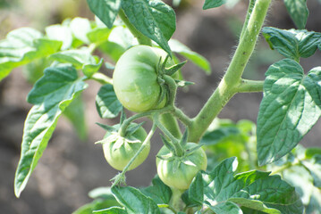 Bushes of tomato on the field, early eco food, green tomatoes. Agriculture