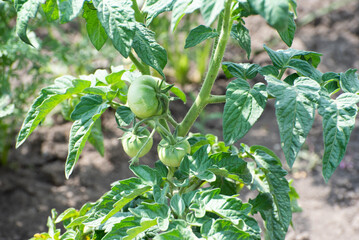 Bushes of tomato on the field, early eco food, green tomatoes. Agriculture