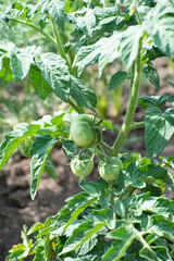 Fototapeta premium Bushes of tomato on the field, early eco food, green tomatoes. Agriculture
