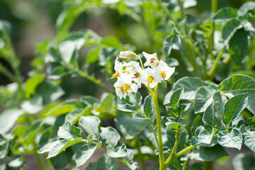 Bushes of potatoes on the field, early eco food, potato with flowers. Agriculture