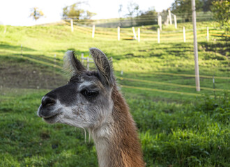 llama in the grass