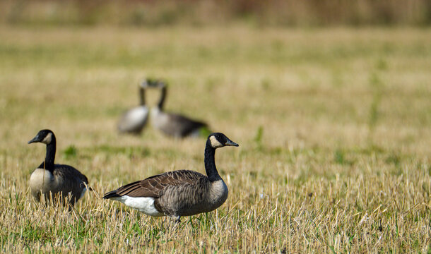 Canada Goose