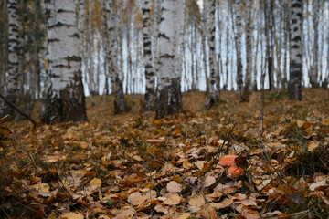 Poisonous dangerous but beautiful fly agaric mushrooms grow in birch grove among yellow fallen leaves. Amanita muscaria Macro photo. Concept of environment and nature of autumn forest in detail.