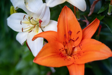 a close up of a white and orange flowers