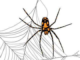 Spider with orange spots weaving a web on a white background. Vector illustration with a creepy insect for Halloween cards. Arachnophobe fear concept.